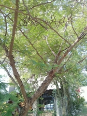 Vachellia pennatula