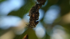 Cyclosa machadinho