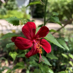 Hibiscus poeppigii