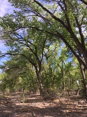 Populus deltoides wislizenii