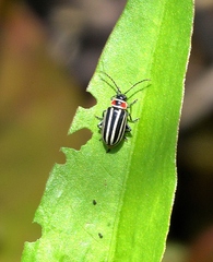 Disonycha pensylvanica