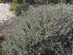 Amellus asteroides asteroides