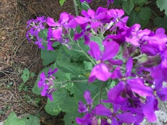 Lunaria