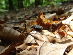 Platyrhinus resinosus