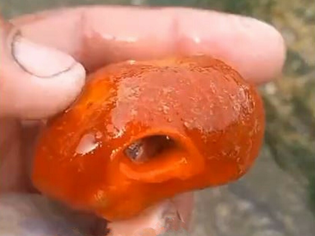 Photo of Hermit crab sponge (Suberites domuncula)