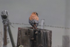 Falco sparverius sparverius