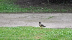 Turdus falcklandii