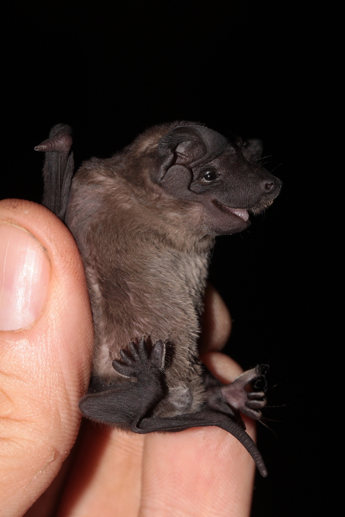 Miller's Dog-Faced Bat