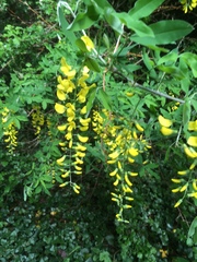Laburnum anagyroides