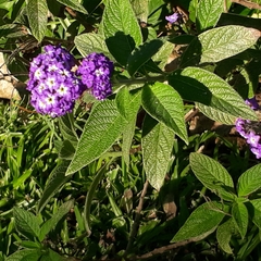 Heliotropium arborescens