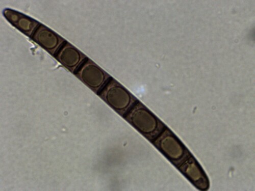 Geoglossum (Photo 2 of 4)
