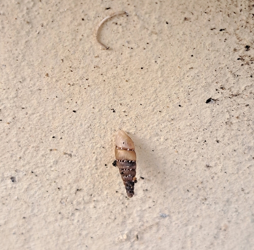 Cliveden Snail