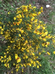 Cytisus scoparius andreanus