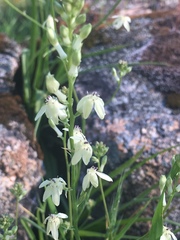 Odontostomum hartwegii
