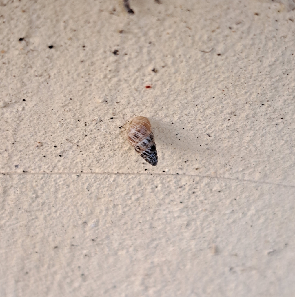 Small Pointed Snail