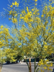 Parkinsonia aculeata