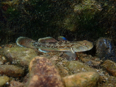 Red-Spotted Goby photo 1