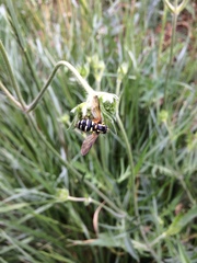 Xanthogramma citrofasciatum