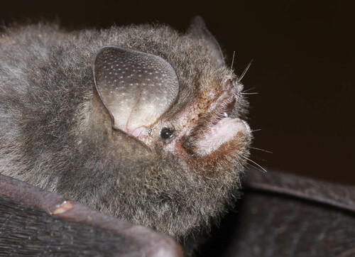 Thumbless Bat (Furipterus horrens) — Least Concern Mammalia