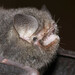 Thumbless Bat - Photo (c) Vincent Rufray, some rights reserved (CC BY-NC), uploaded by Vincent Rufray