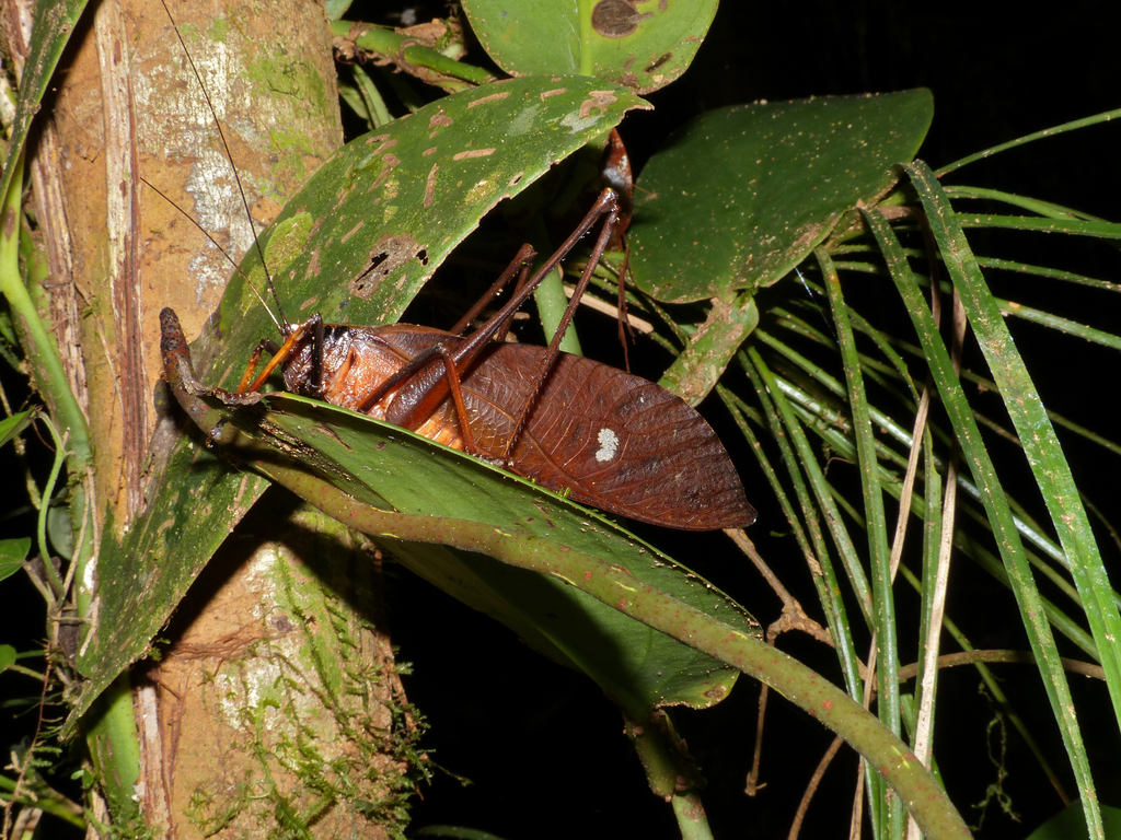 Eumecopoda