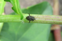 Proboscidocoris malayus