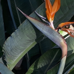 Strelitzia reginae reginae