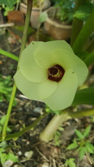 Abelmoschus esculentus
