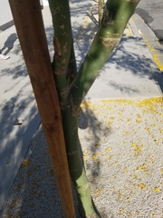 Parkinsonia aculeata