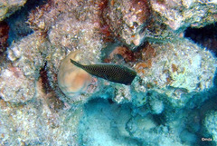 Canthigaster margaritata