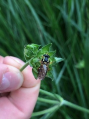 Xanthogramma citrofasciatum