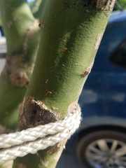 Formicidae