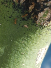 Formicidae
