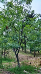 Fraxinus uhdei