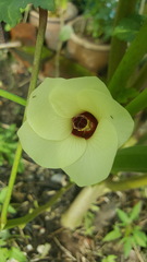 Abelmoschus esculentus