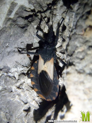 Triatoma