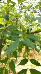 Fraxinus uhdei