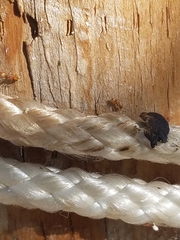 Formicidae