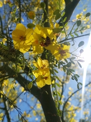 Parkinsonia aculeata