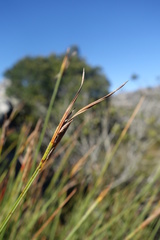 Schoenus quadrangularis