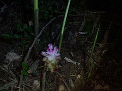Curcuma zedoaria