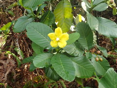 Dillenia suffruticosa