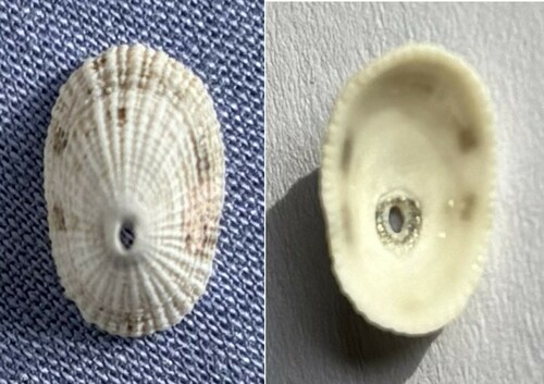 Representative image of Diodora gibberula