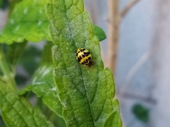 Psyllobora variegata