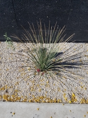 Asparagaceae