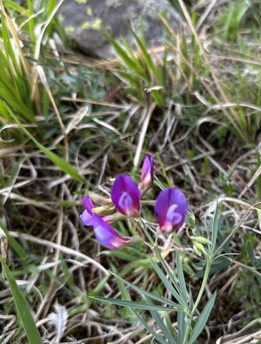 finger-like vetchling