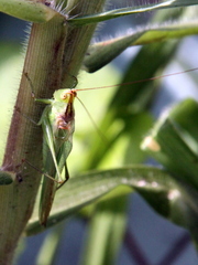 Conocephalus longipes