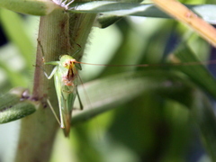 Conocephalus longipes