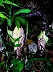 Amorphophallus prainii