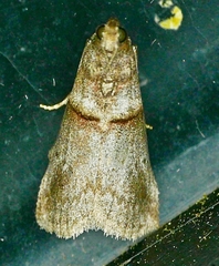 Acrobasis texana